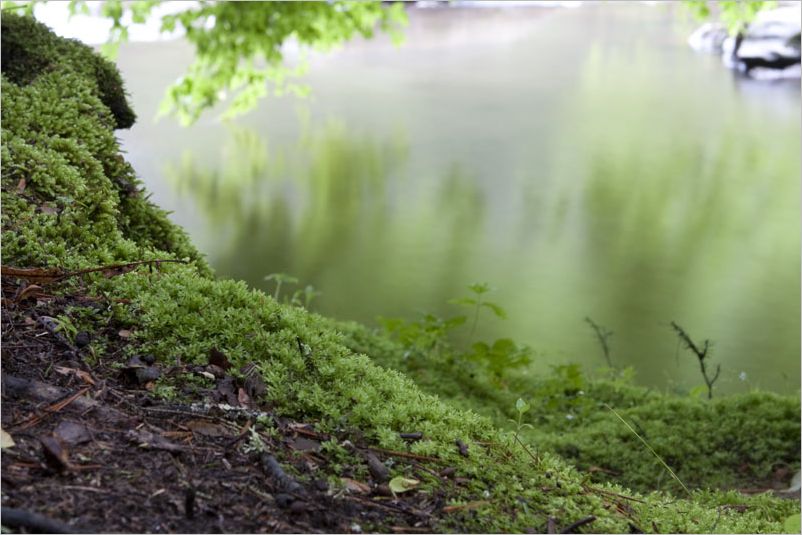 River Reflection DeWane Stone
